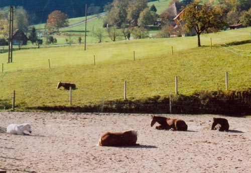 Von links: Lady, Masuan, Astor, Mira, Ganiya